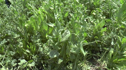 Building a Diverse Perennial Pasture Mix