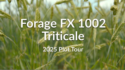 Forage FX 1002 Triticale: Cold-Hardy Beardless Variety for Dryland Forage