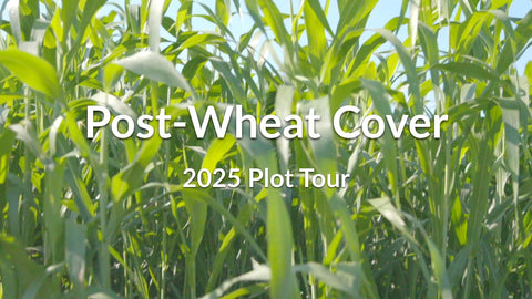 Post-Wheat Cover: Capture Summer Sunlight and Build Soil