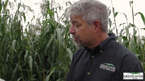 Sweet 6 Sorghum Sudan: High-Quality Forage with Faster Dry-Down