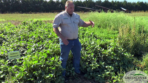 Cowpea Varieties: Iron and Clay vs. Pink Eye for Your Farm