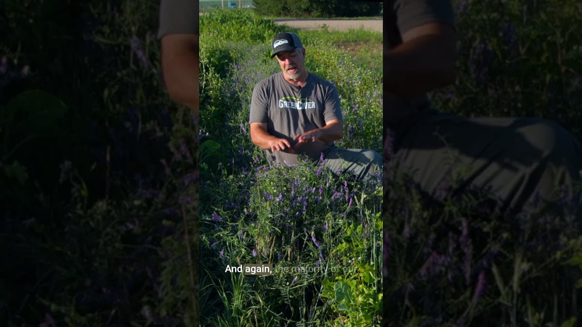 Hard Seed in Hairy Vetch: What You Need to Know Before Planting