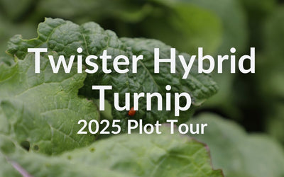 Twister Hybrid Turnip for Spring and Summer Grazing