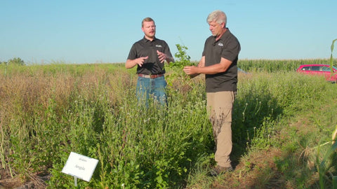 Arugula in Cover Crop Blends: A Long-Season Brassica for Pollinators and Grazing