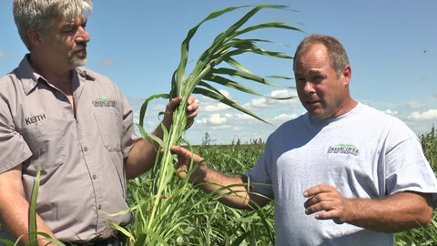 Hybrid Pearl Millet for Summer Growth and Fall Grazing