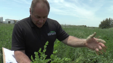 Birdsfoot Trefoil for Pasture: Non-Bloating Legume with Condensed Tannins