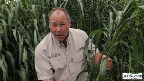 Dwarf Sudan for Summer Grazing: Leafy, Regrowth, and Winter Stockpile