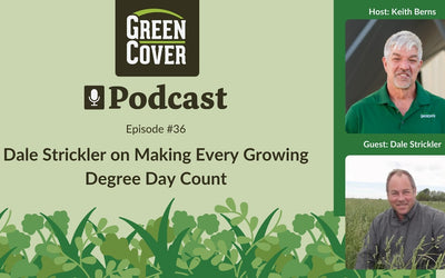 What to Plant After Wheat Harvest: High-Quality Forage and Free Nitrogen