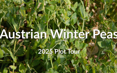 Austrian Winter Peas: Planting Deep for Winter Survival