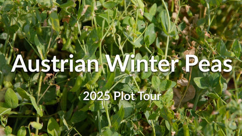 Austrian Winter Peas: Planting Deep for Winter Survival