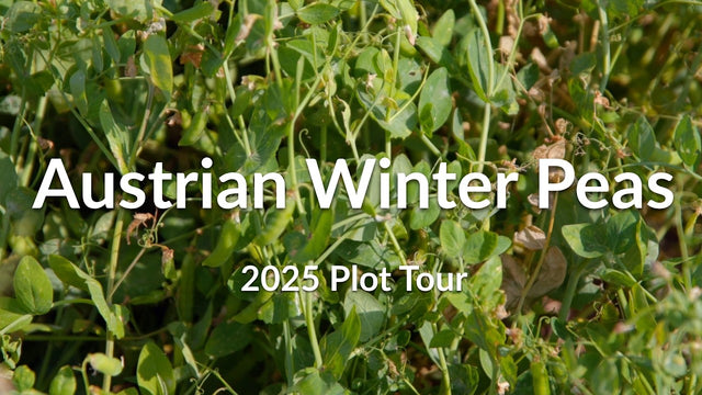 Austrian Winter Peas: Planting Deep for Winter Survival