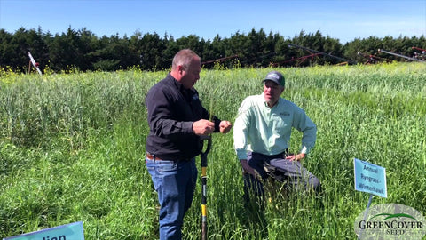 Annual Ryegrass for Grazing and Spring Forage