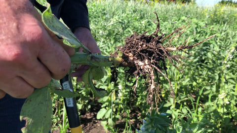 These Are Our Roots: Why Green Cover Seed Grows Cover Crops