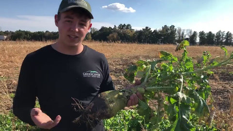 What a Rad Radish: See the Potential in Your Cover Crop Radishes