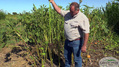 Okra for Summer Grazing and Drought Tolerance