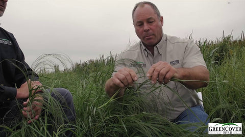 Teff Grass for Summer Forage: High-Quality Hay and Rapid Dry-Down