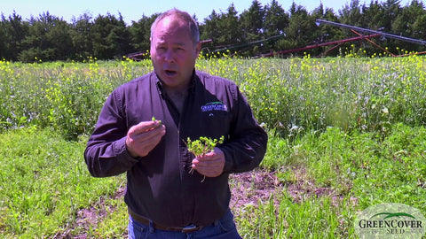 Korean Lespedeza for Summer Grazing and Weed Control