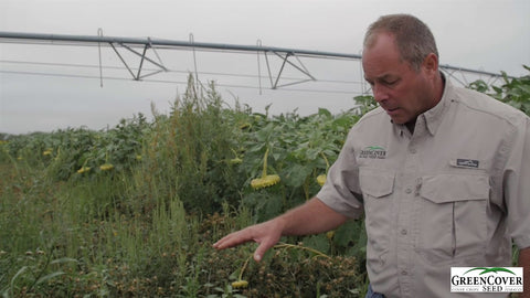 Safflower as a Cover Crop: What We Learned from Our Test Plot