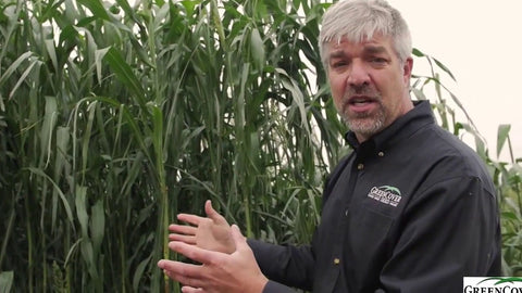Super Sugar Sorghum Sudan: Budget-Friendly Biomass and Grazing Cover Crop