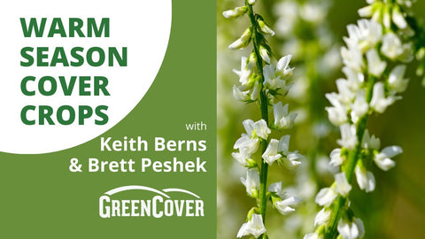 Warm Season Cover Crop Species: Legumes, Grasses & Broadleaves