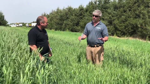 SY Monument Hard Red Winter Wheat for Winter Grazing