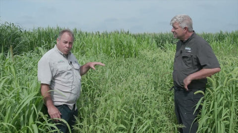 Brown Top Millet for Winter Stockpile Grazing