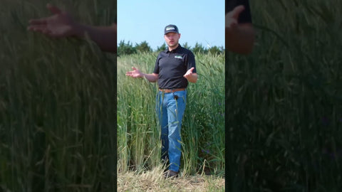 Pre-Bean Cover Crop Mix: Cereal Rye, Rapeseed, and Flax for Soybeans