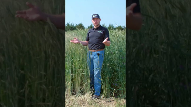 Pre-Bean Cover Crop Mix: Cereal Rye, Rapeseed, and Flax for Soybeans