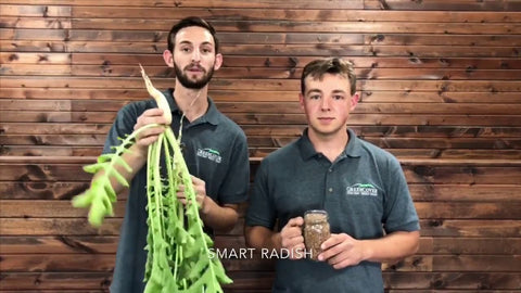 Smart Radish: The New Brassica Built for Cover Crops
