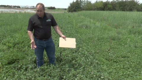 Medium Red Clover vs. Southern Belle Red Clover: Which Lasts Longer?