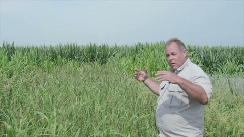 Japanese Millet for Wet Soils and Waterlogged Areas