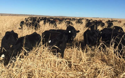 The Economics of Grazing Cover Crops
