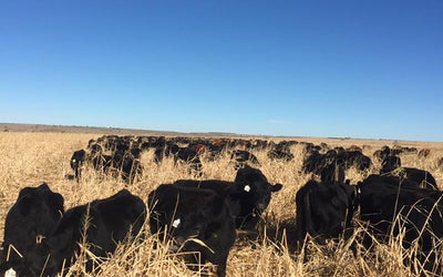 How to Prevent Prussic Acid and Nitrate Poisoning in Livestock