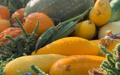 From Soil to Supper: How Healthy Soils Create Nutrient Dense Food