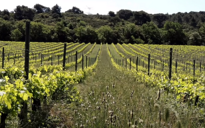 Dr. Christine Jones - Cover Crops for Carbon Capture in Orchards and Vineyards S4_E4
