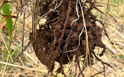 Soil Health Principles- Living Roots As Often As Possible