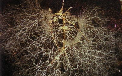 Mycorrhizal Fungi – The Powerhouse Of The Soil