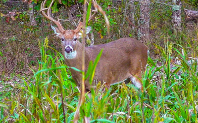 4 Reasons to Plant a Diverse Fall Food Plot