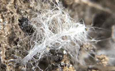 Biological Induction in the Plant-Soil Microbiome