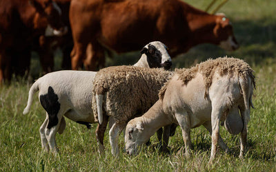 How to Set Up Your Ranch to Diversify Species and Income