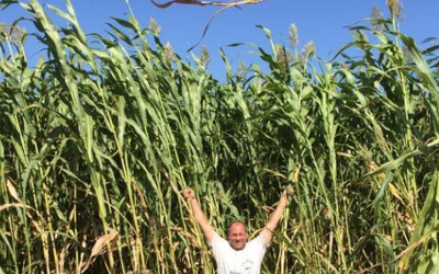 Choosing the Best Sorghum Forage Variety