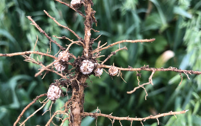 FAQ - How much nitrogen will this cover crop produce?