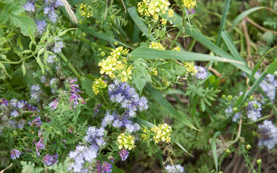 Maximizing Biodiversity