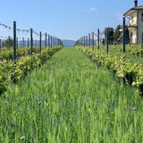 The Above-Ground Ecological Influence of Cover Crops