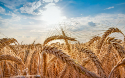 After Wheat Pasture