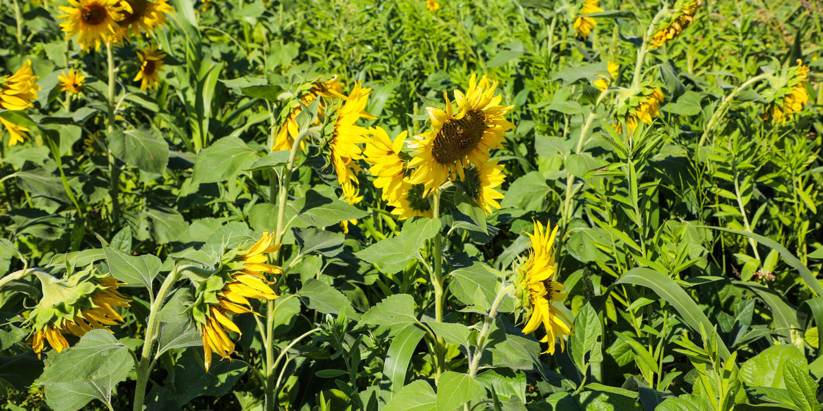 A photo of a summer cover crop mix with sunflowers, sunn hemp and other warm season species.