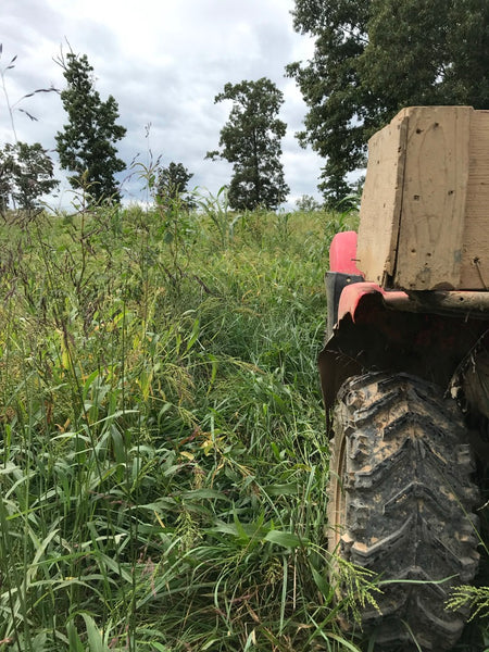 Overseeding Fescue With Warm Season Annuals