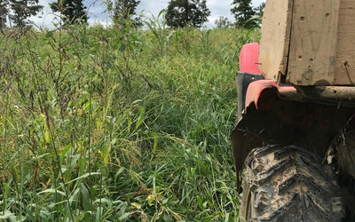 Overseeding Fescue With Warm Season Annuals
