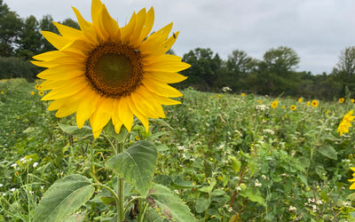 Green Cover and Partners Expand Free Seed Program to Encourage Crop Diversity on U.S. Farms