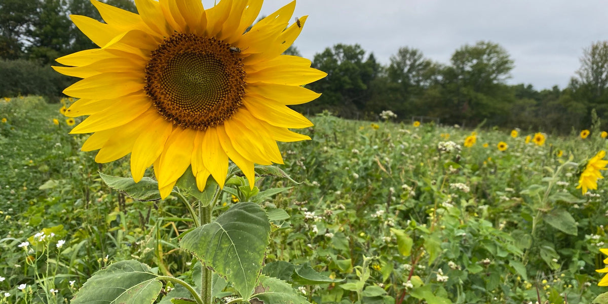 Diverse warm season cover crop mix with sunflowers